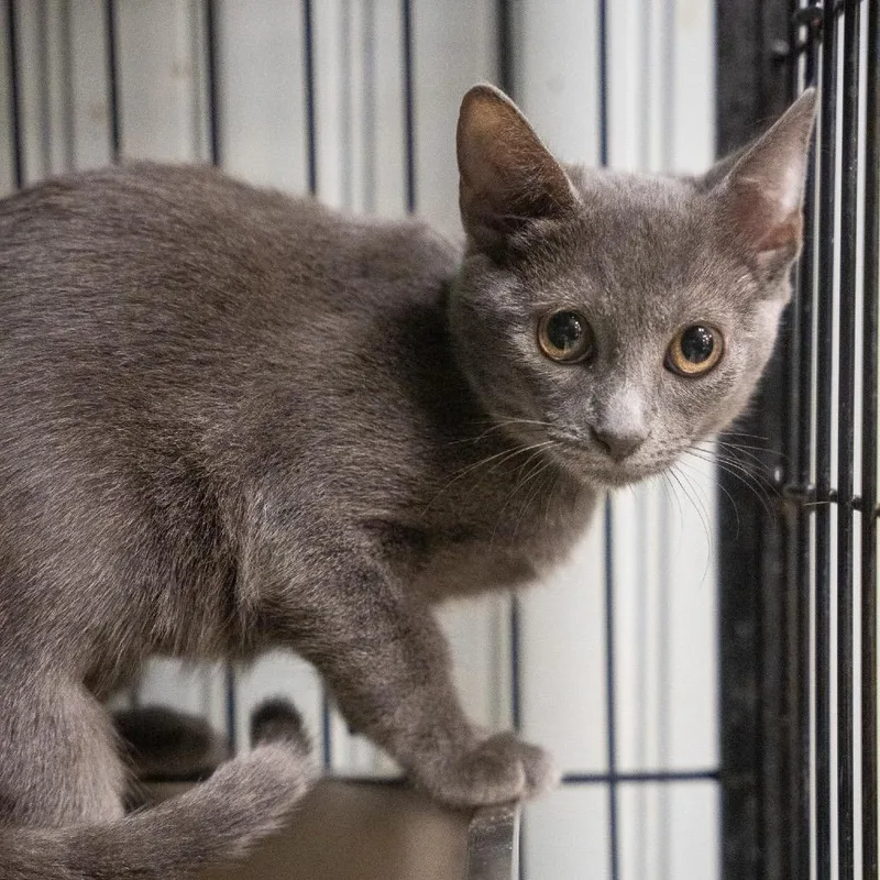 A baby small-sized female Gray / Blue / Silver Domestic Short Hair cat named Poppy for adoption in Pawling, NY