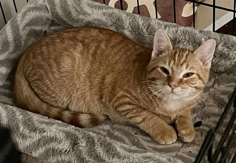 Maverick thumbnail 2