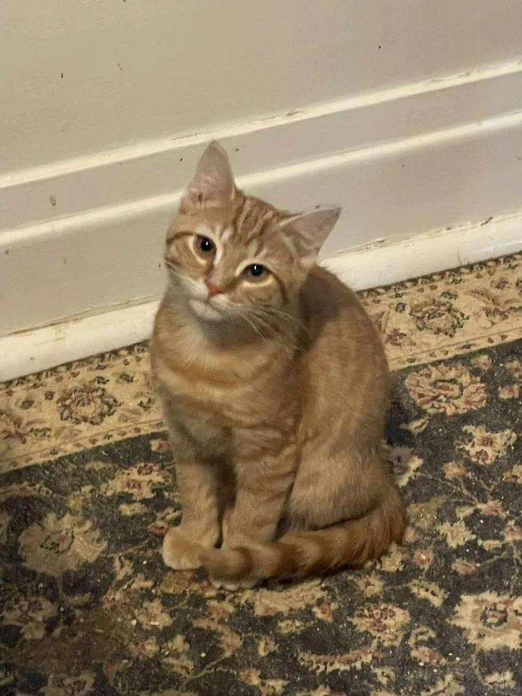 Maverick thumbnail 3