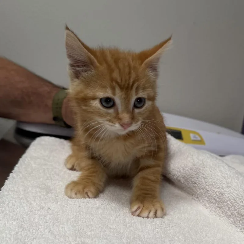 A baby small-sized male Orange / Red Domestic Short Hair cat named Red Beard for adoption in Englewood, FL