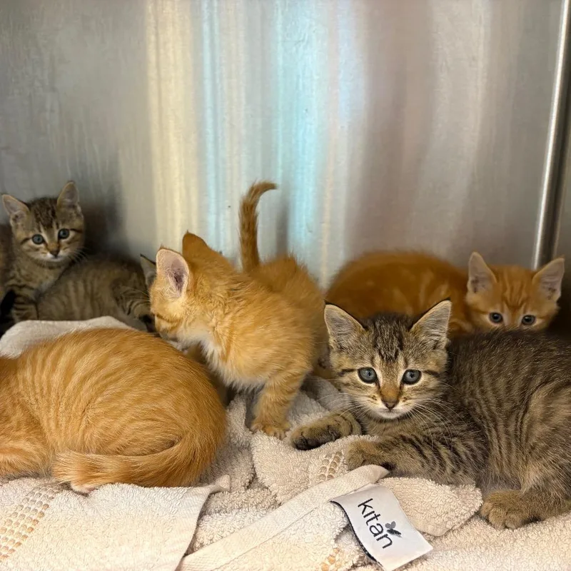 Red Beard thumbnail 2