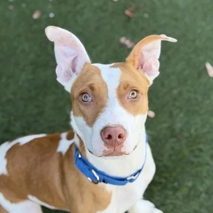 A baby medium-sized male Shepherd dog named Huey for adoption in Sacramento, CA