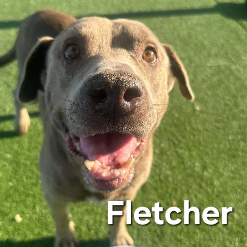Fletcher thumbnail 2