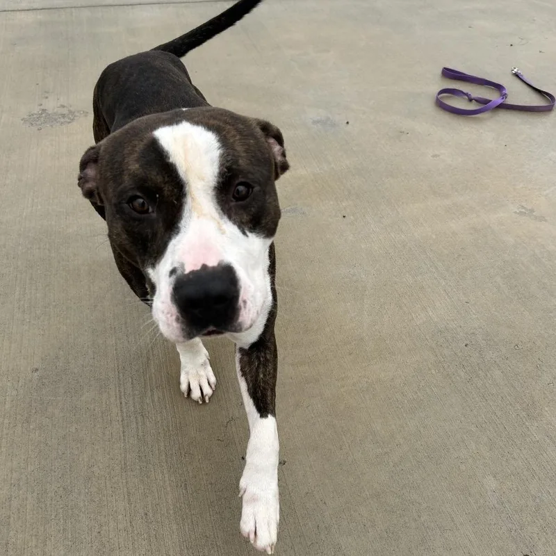 An adult large-sized male Brindle Pit Bull Terrier dog named Korg for adoption in Harrisonburg, VA