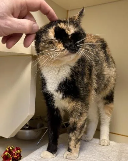 An adult medium-sized female Domestic Short Hair cat named Cleopatra for adoption in Fairfax, VA