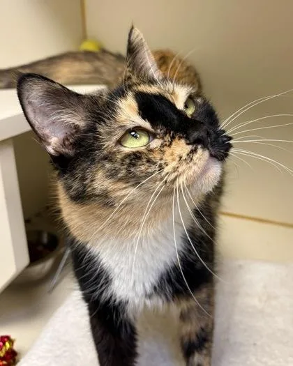 Cleopatra thumbnail 2