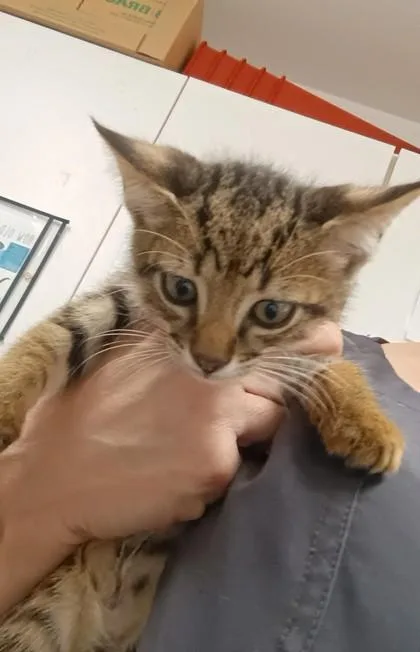 A baby medium-sized female Tabby (Brown / Chocolate) Domestic Short Hair cat named Lanier for adoption in Athens, GA