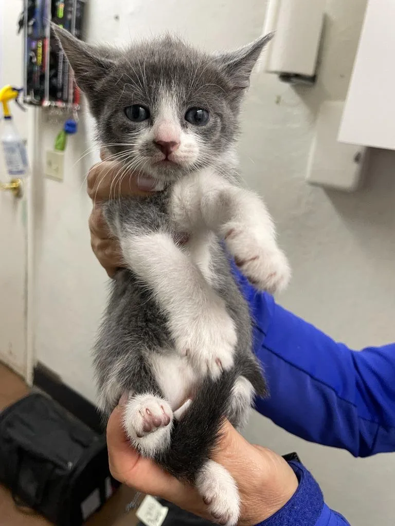 A baby small-sized female Domestic Short Hair cat named Lemon for adoption in Chico, CA