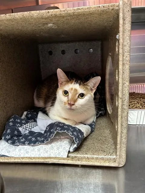 A young medium-sized female Domestic Short Hair cat named Knitting Circle for adoption in Louisville, KY