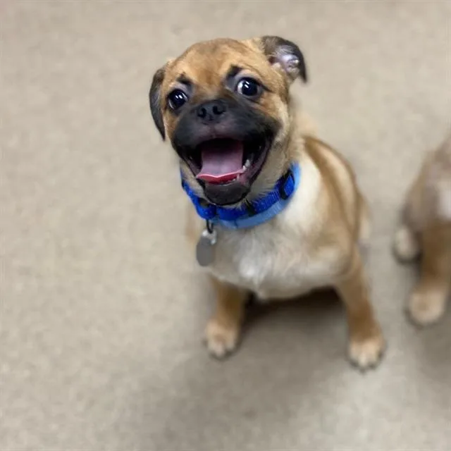 A baby small-sized male Pug dog named Timmy for adoption in Aurora, CO