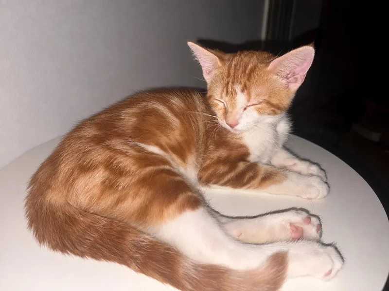 A baby medium-sized female Orange & White Domestic Short Hair cat named Queso for adoption in Murfreesboro, TN