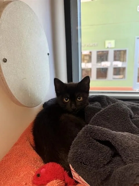 A baby small-sized female Domestic Short Hair cat named Riri for adoption in San Jose, CA