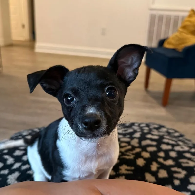 A baby small-sized female Rat Terrier dog named Clover for adoption in Daphne, AL