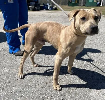 An adult medium-sized male Labrador Retriever dog named Reo for adoption in Inverness, FL