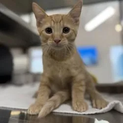 A baby small-sized male Orange / Red Domestic Short Hair cat named Sausage for adoption in Bullhead City, AZ