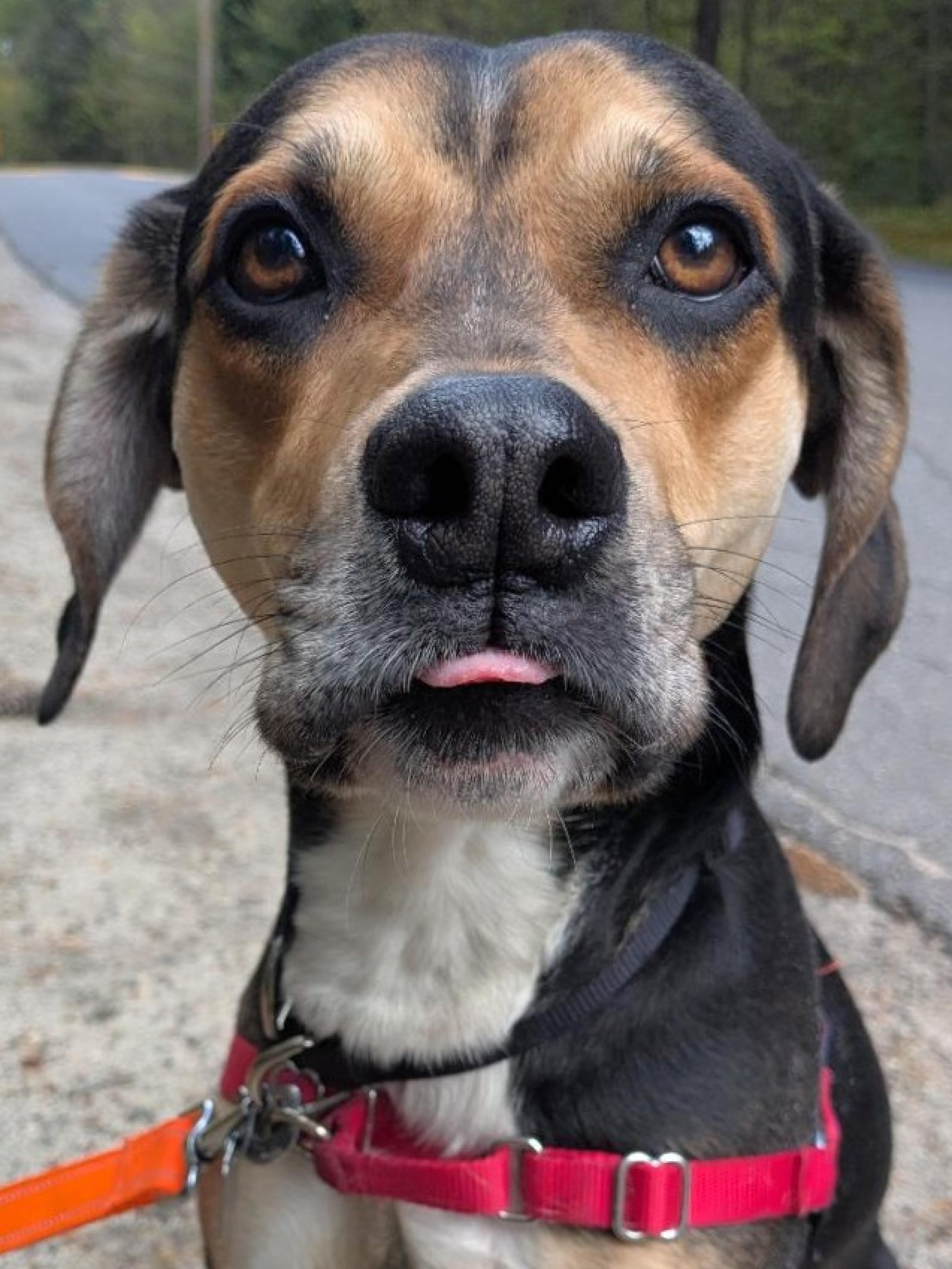 An adult medium-sized male Black Mixed Breed dog named Aries for adoption in West Swanzey, NH