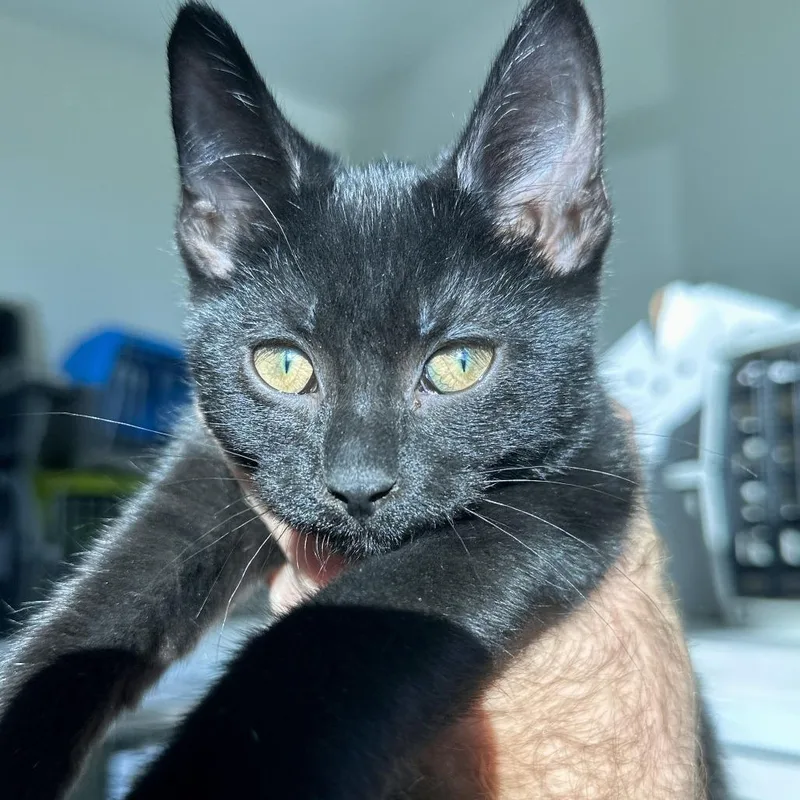 A baby small-sized male Black Domestic Short Hair cat named Asta for adoption in Matteson, IL