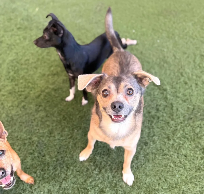 An adult small-sized male Brown / Chocolate Chihuahua dog named Buster for adoption in PHOENIX, AZ