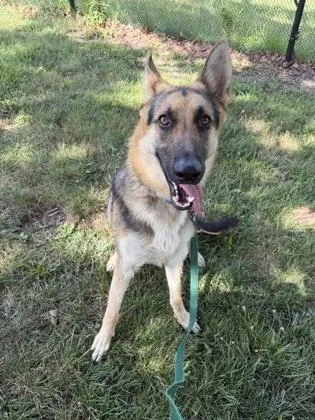 A young large-sized male Black German Shepherd Dog dog named Otto for adoption in Kansas City, MO