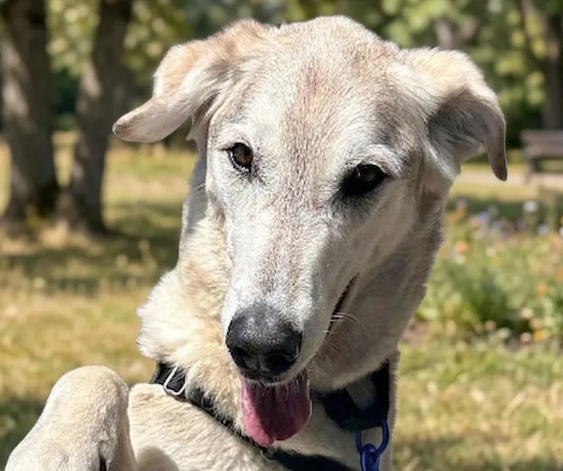 An adult large-sized male Tricolor (Brown, Black, & White) Borzoi dog named Boris for adoption