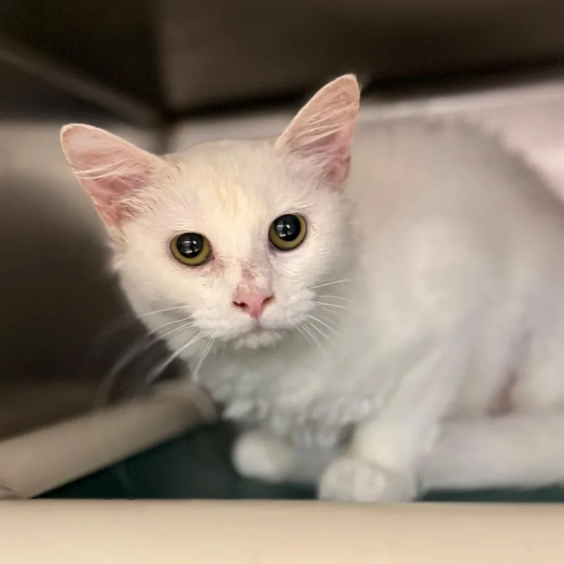 A young medium-sized female White Domestic Short Hair cat named Snow for adoption in St. Augustine, FL