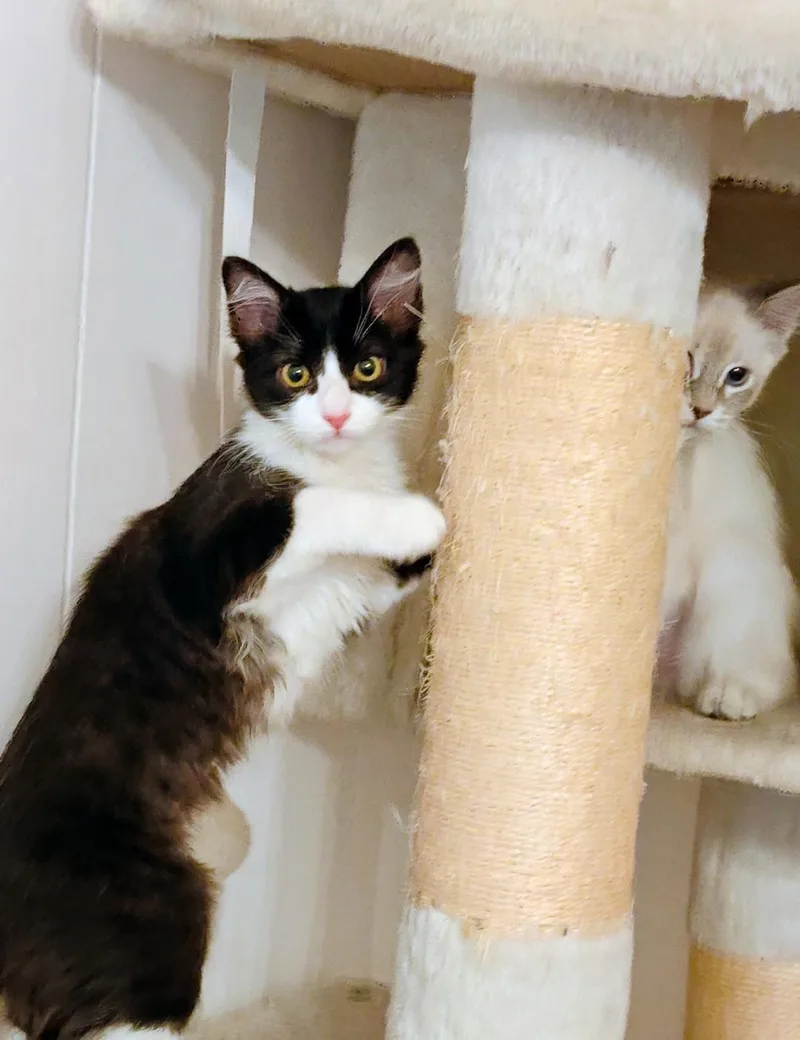 Kiki