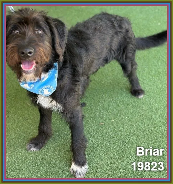 A young medium-sized male Black Labradoodle dog named Briar for adoption in Marietta, GA
