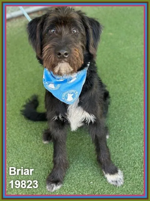 Briar thumbnail 2