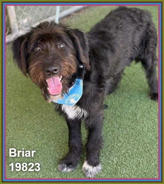 Briar thumbnail 3