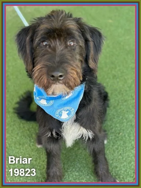 Briar thumbnail 4