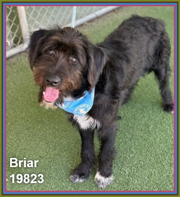 Briar thumbnail 5