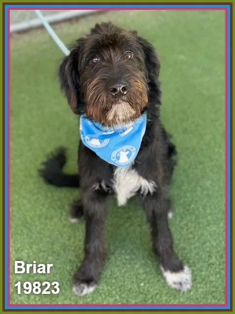 Briar thumbnail 6