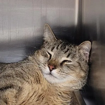 An adult large-sized male Domestic Short Hair cat named Franklin for adoption in Largo, FL