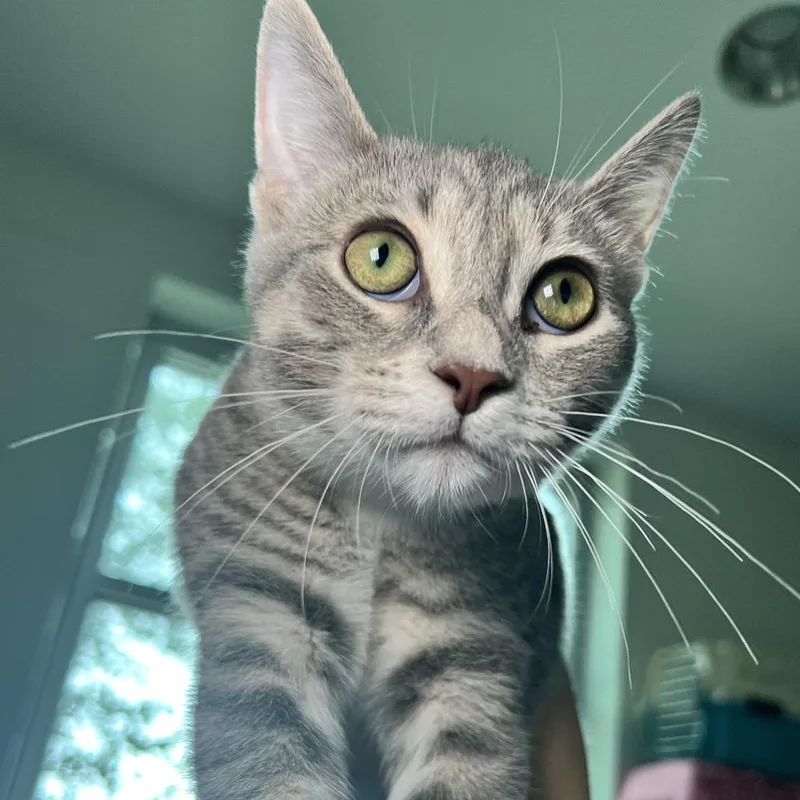 A baby medium-sized female Gray / Blue / Silver Domestic Short Hair cat named Chloe for adoption in Matteson, IL