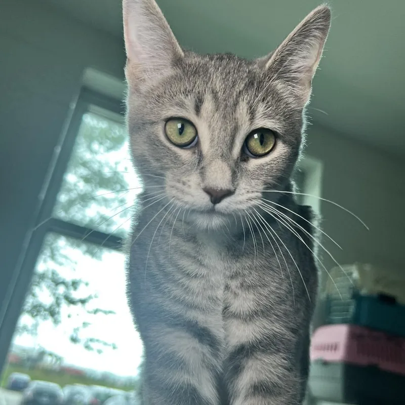 Chloe thumbnail 4