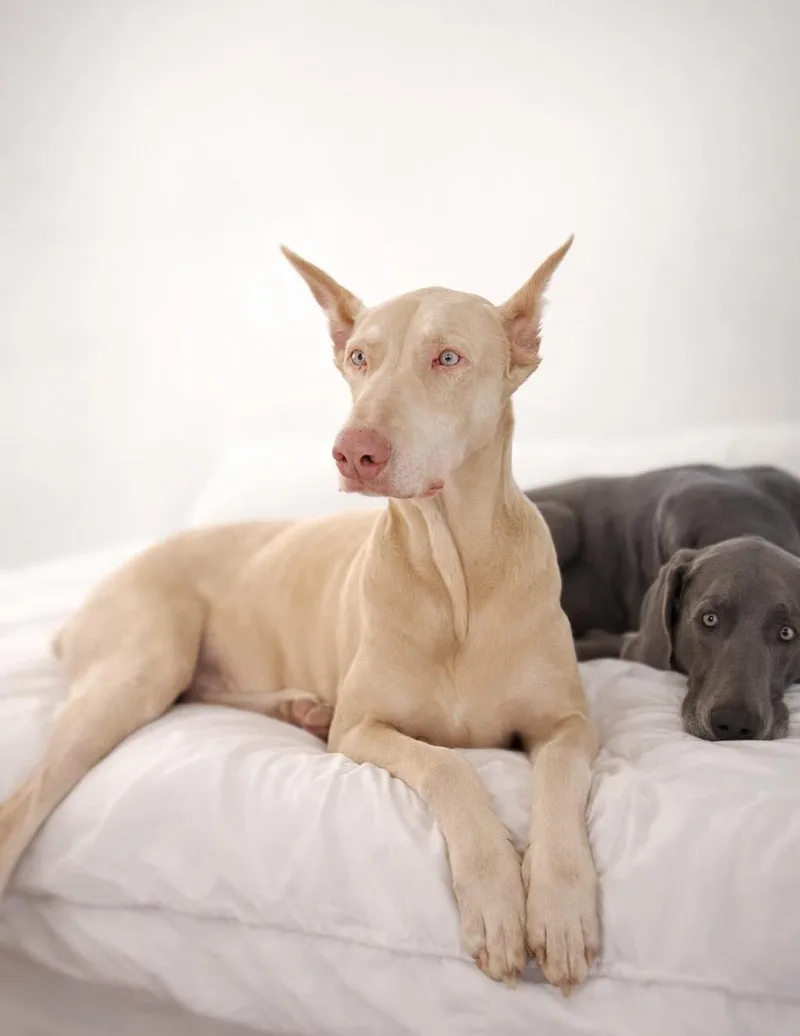 An adult large-sized male White / Cream Doberman Pinscher dog named Azzy for adoption in Jacksonville, NC