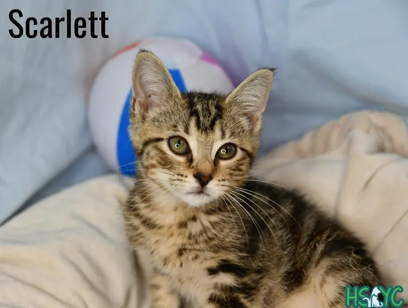 A baby medium-sized female Domestic Short Hair cat named Scarlett for adoption in Fort Mill, SC
