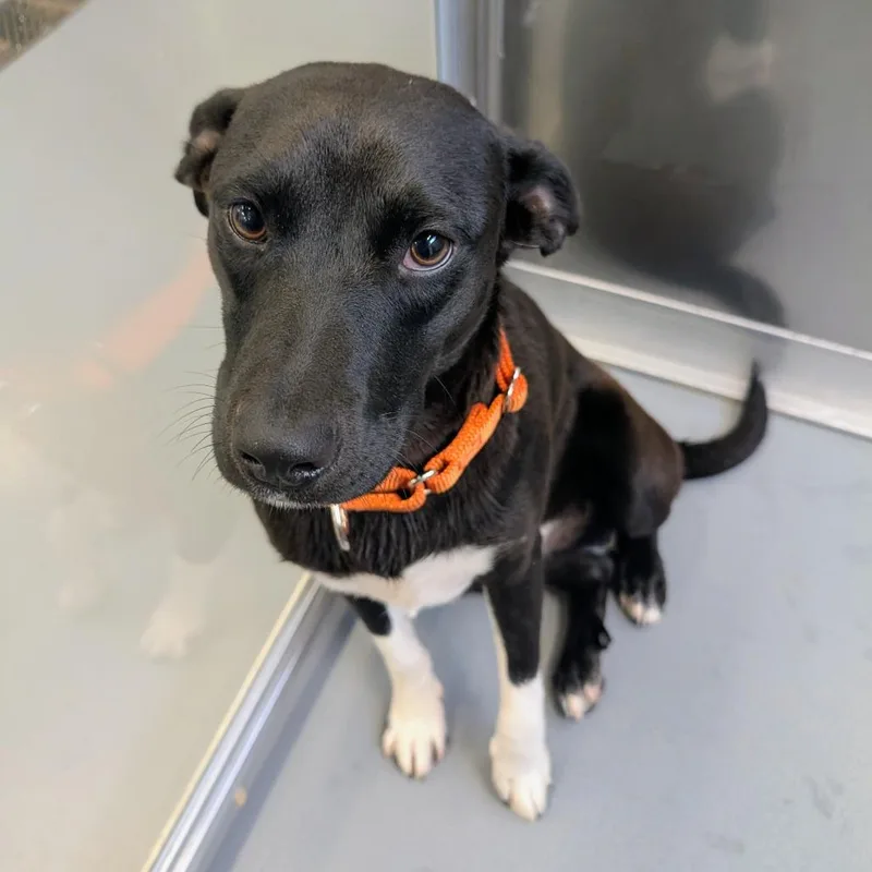 A young medium-sized male Black Mixed Breed dog named Nick for adoption in Wheeling, IL