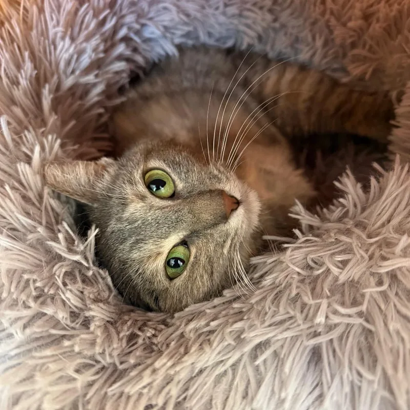An adult medium-sized female Gray / Blue / Silver Domestic Short Hair cat named Eileen for adoption in Albuquerque, NM