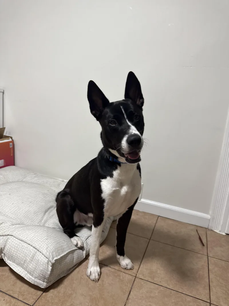 Jackie  Onyx thumbnail 3