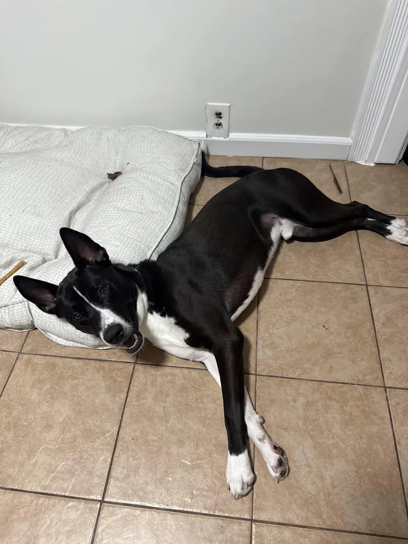 Jackie  Onyx thumbnail 4