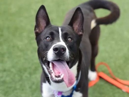 Jackie  Onyx thumbnail 5