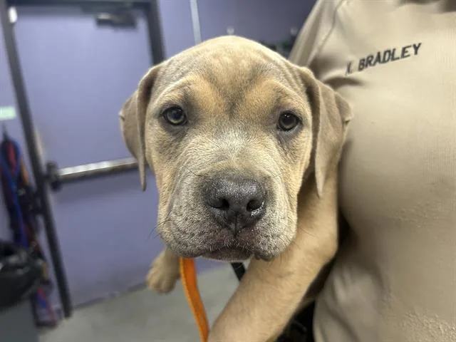 A baby small-sized male American Bulldog dog named Tyson for adoption in Fairfield, CA