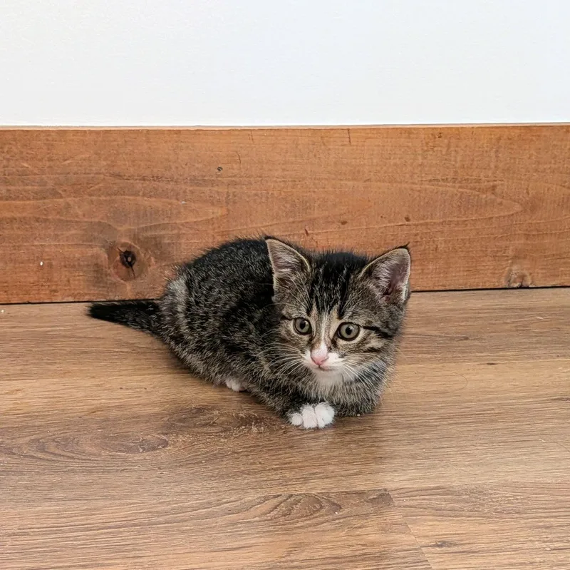 A baby medium-sized female Domestic Short Hair cat named Sweetsie for adoption in Murfreesboro, TN
