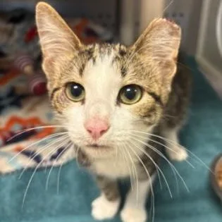 A baby medium-sized male Tabby (Brown / Chocolate) Domestic Short Hair cat named Rogue for adoption in Orange, VA