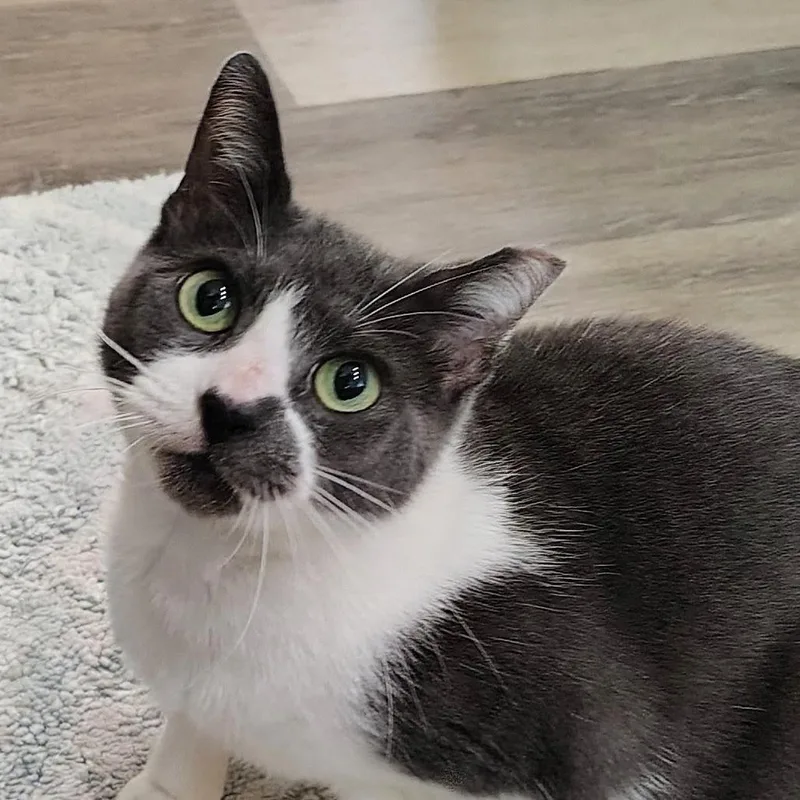 An adult medium-sized female Gray / Blue / Silver Domestic Short Hair cat named Moonlight for adoption in Titusville, FL