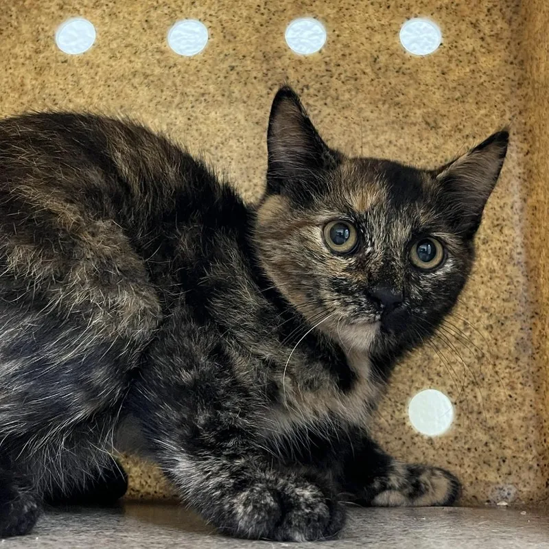 A baby small-sized female Tortoiseshell Domestic Short Hair cat named SVASStray for adoption in Lyndhurst, VA