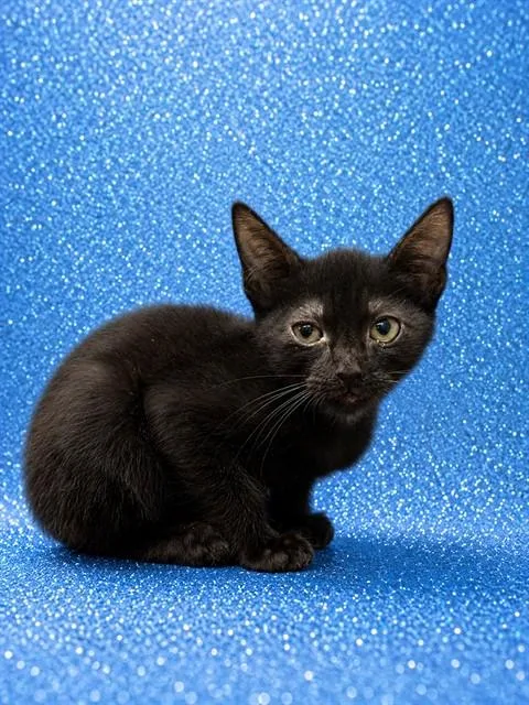 A baby small-sized female Domestic Short Hair cat named Chad Muska for adoption in Jacksonville, FL