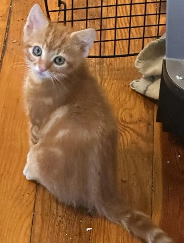 A baby small-sized male Tabby (Orange / Red) Domestic Short Hair cat named Palmer for adoption in Kirksville, MO