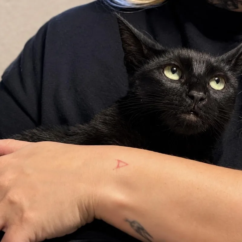 Lily thumbnail 2